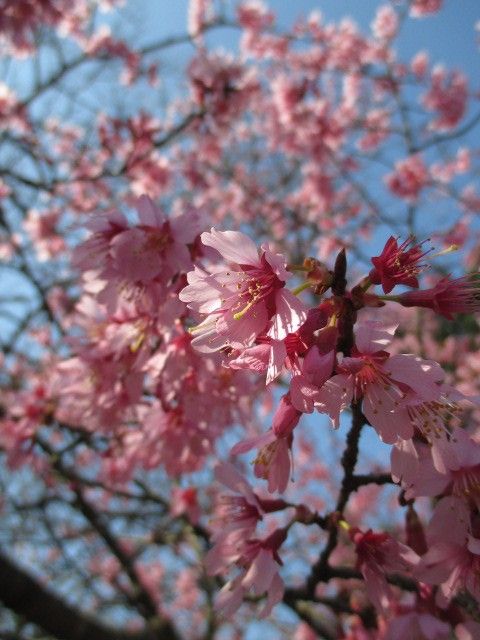 一足早い、お花見はいかが?