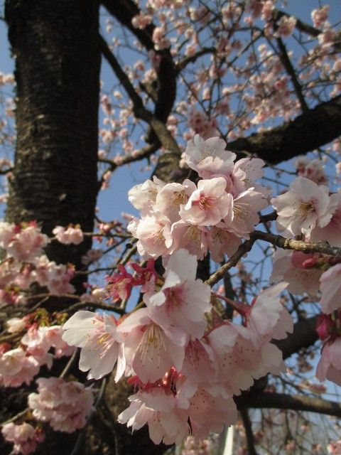 一足早い、お花見はいかが?