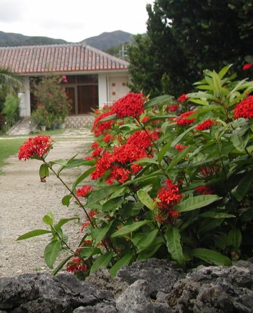 八重山ﾚﾎﾟ 植物編～花2 石垣