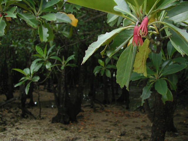 八重山ﾚﾎﾟ 植物編～花2 石垣