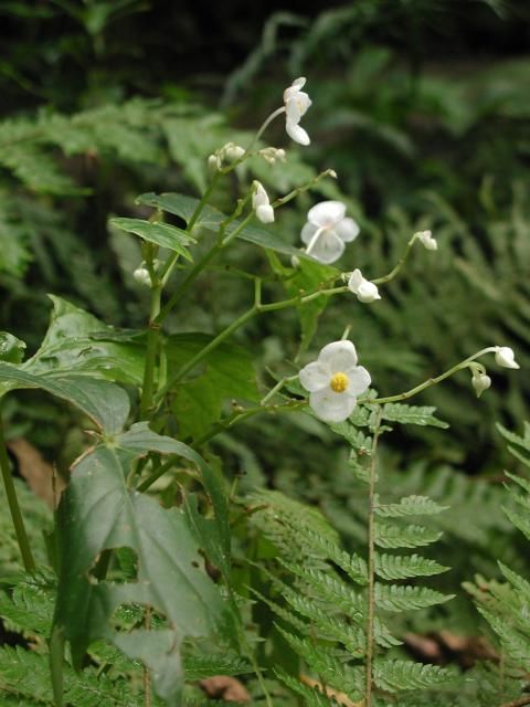 八重山ﾚﾎﾟ 植物編～花3 西表