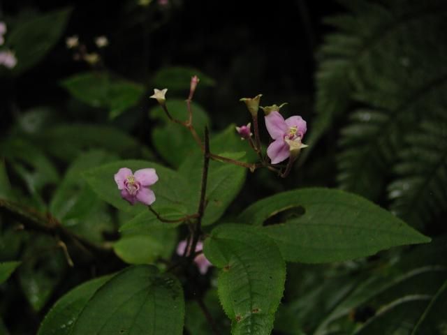 八重山ﾚﾎﾟ 植物編～花3 西表