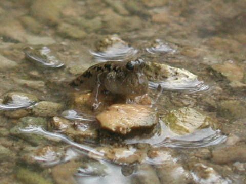 八重山ﾚﾎﾟ 動物編1 石垣 水辺・水中の生き物