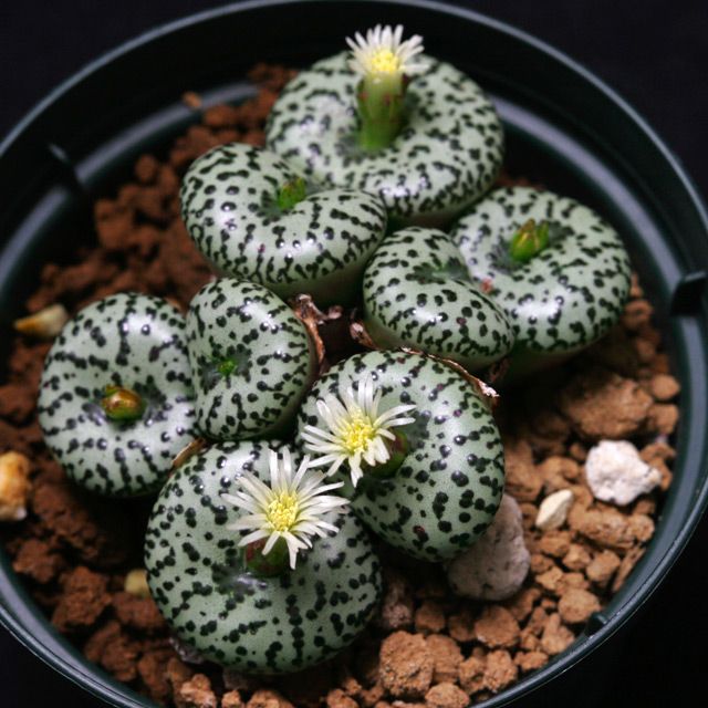 Conophytum ursprungianum