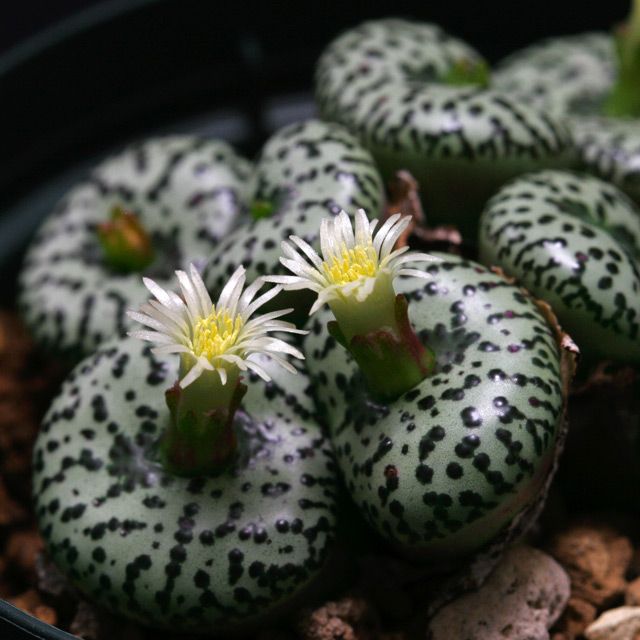 Conophytum ursprungianum