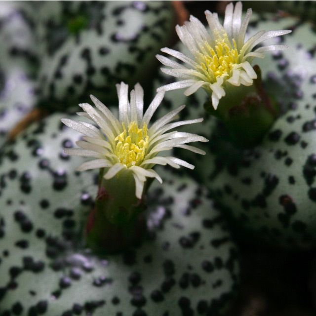 Conophytum ursprungianum