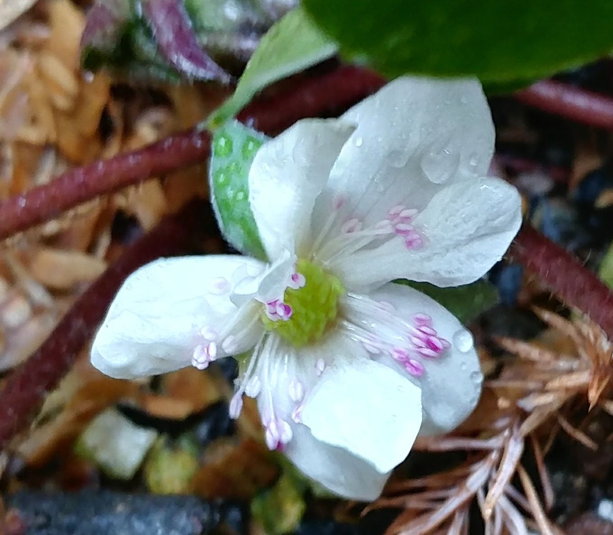 すんごい地面咲き🌼