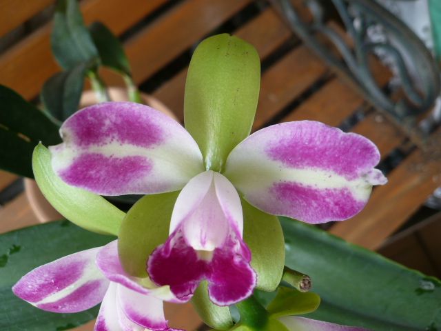 Rsc.Village Chief North'Green-Elfin' (Blc.)