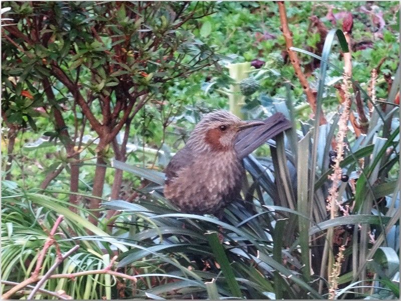 🐦我庭先にやって来る一羽のヒヨドリ🐦