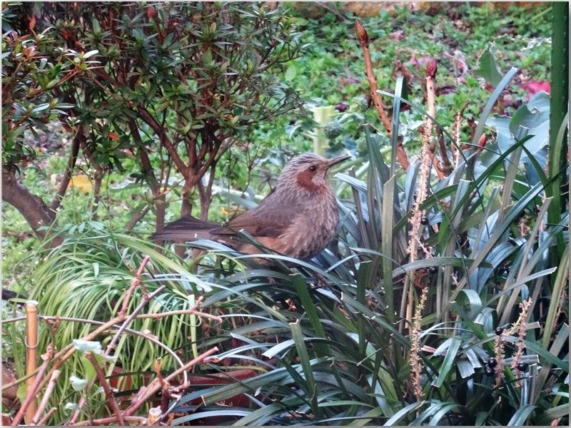 🐦我庭先にやって来る一羽のヒヨドリ🐦