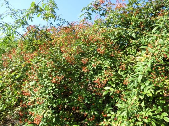 花フェスタ記念公園　②