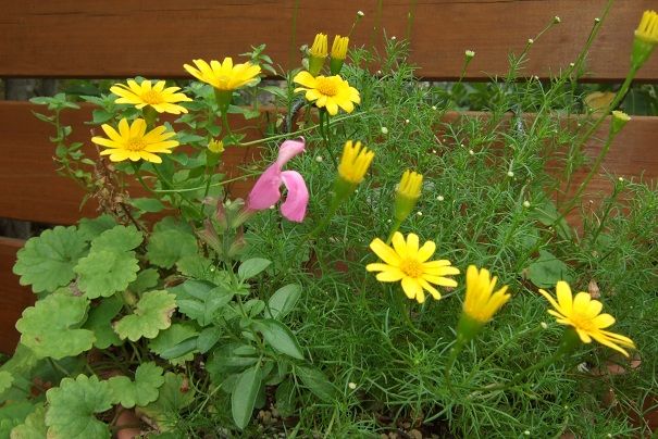 冬用寄せ植え