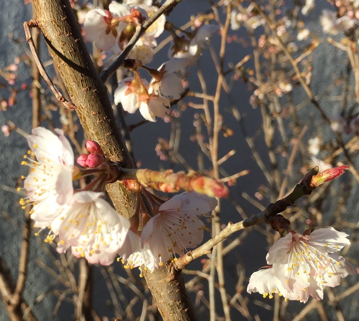 🌸桜桃🍒の花が咲いてきました〜💕