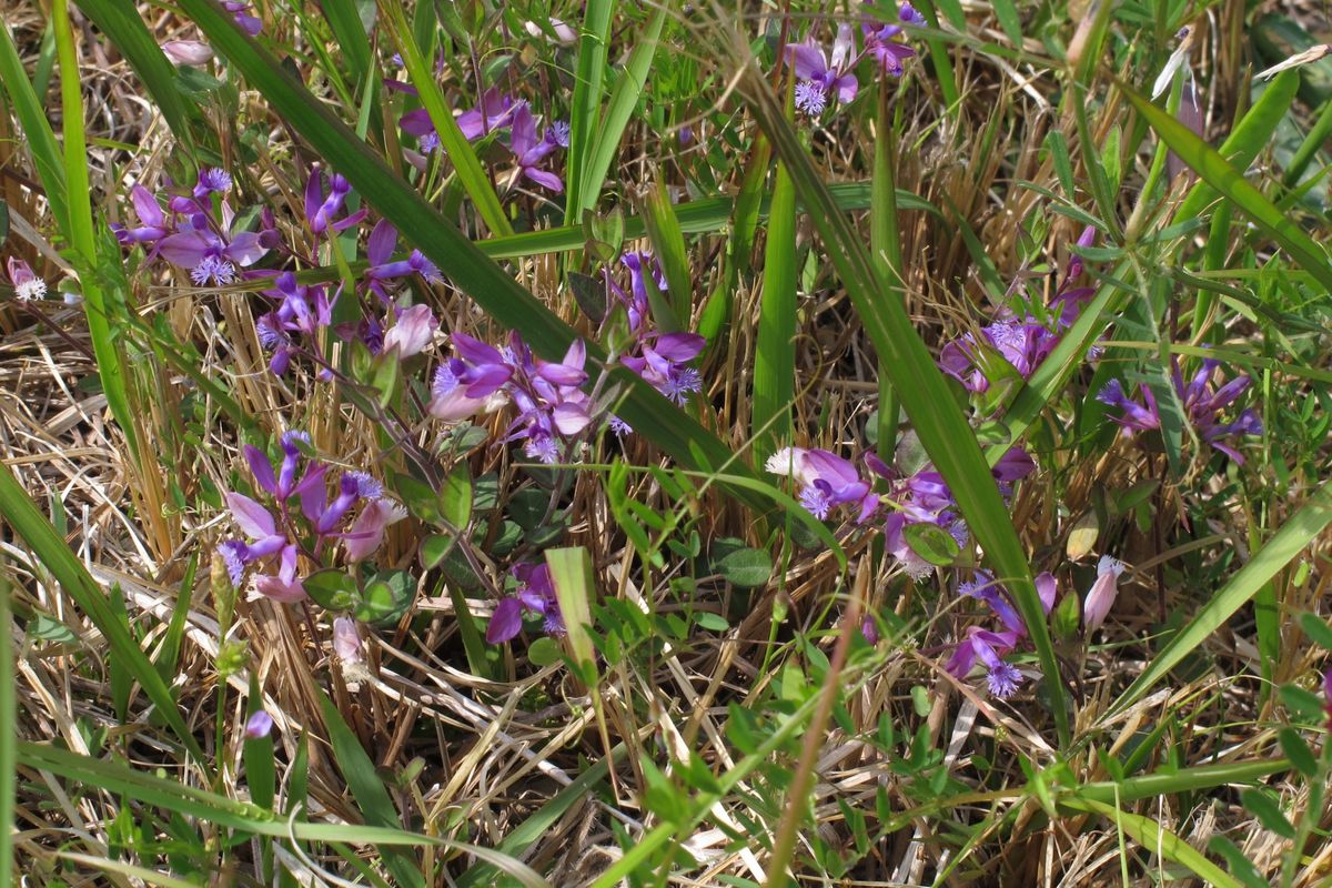 野の花