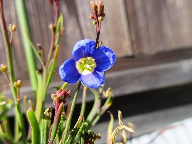 花も咲き　芽も出てきたよ