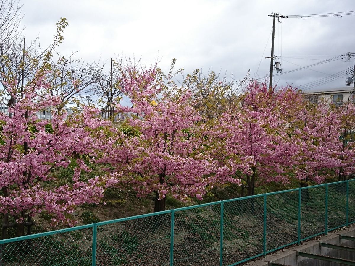 さくら🌸