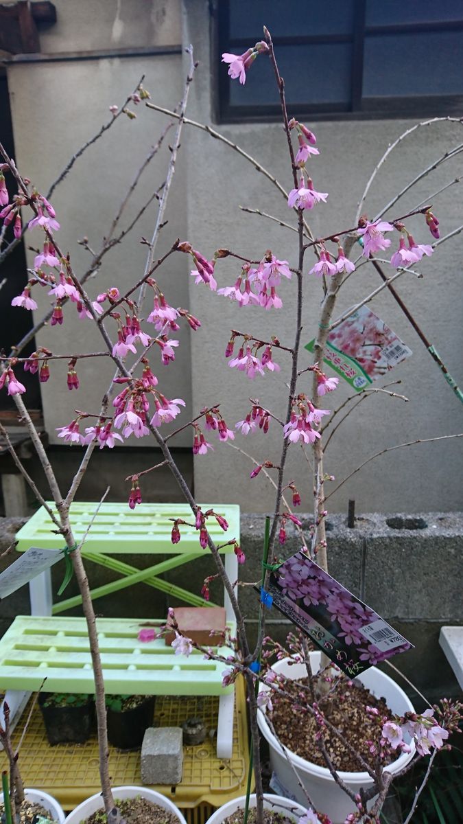 おかめ桜