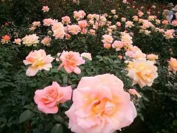 神代植物公園の無料開園日