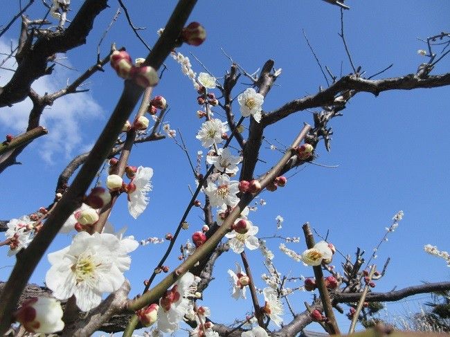 梅とピンクの花