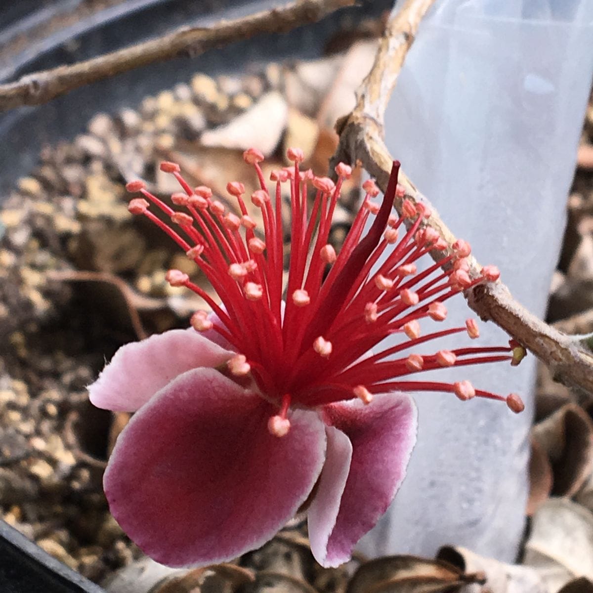 初めての開花