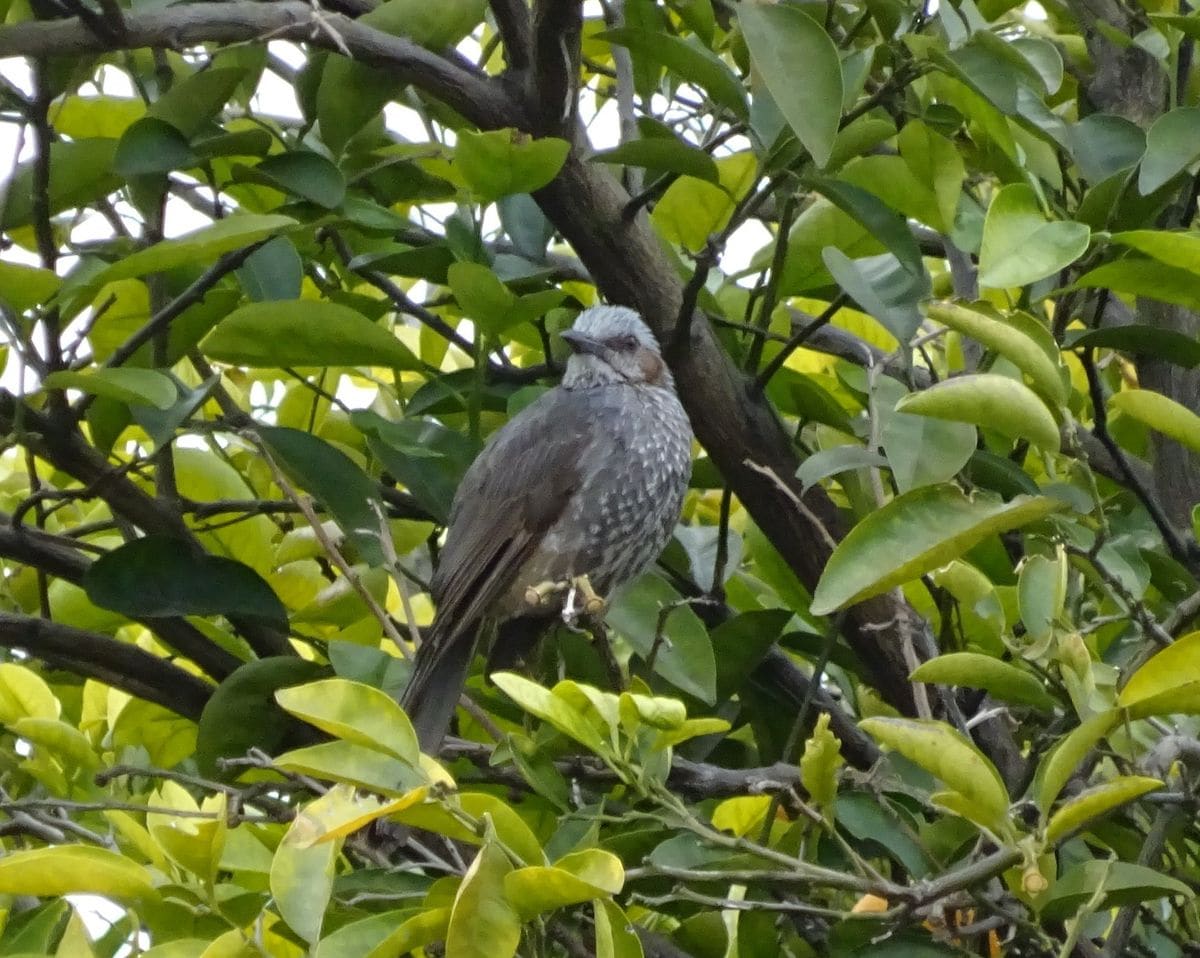 第一山鳥　発見！　②