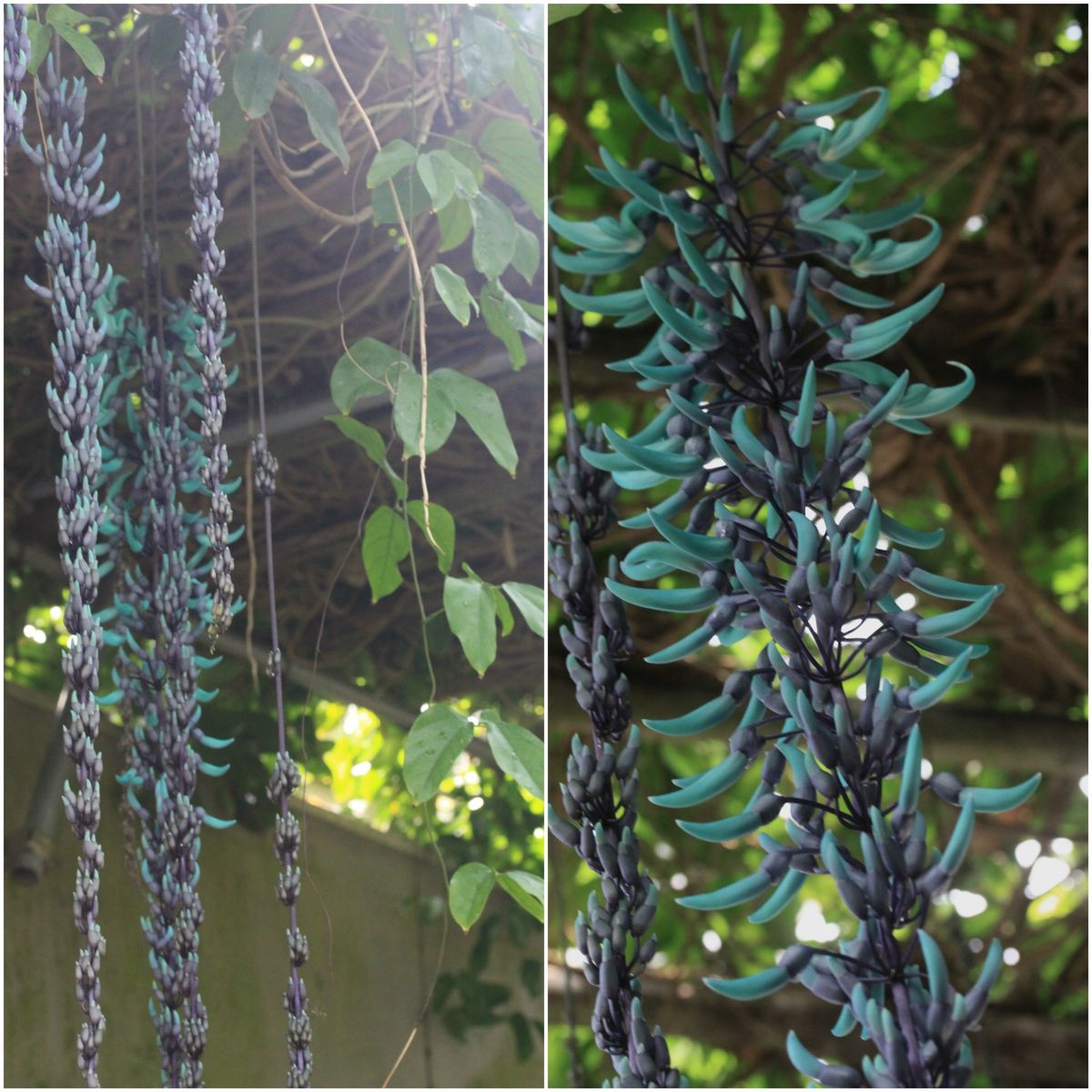 温室開花状況…新潟県立植物園