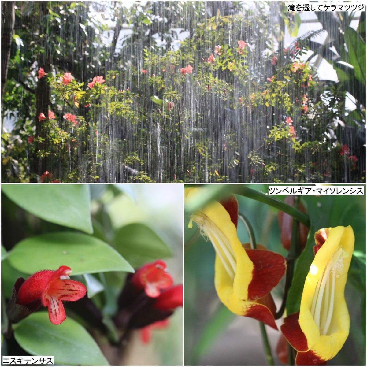 温室開花状況…新潟県立植物園