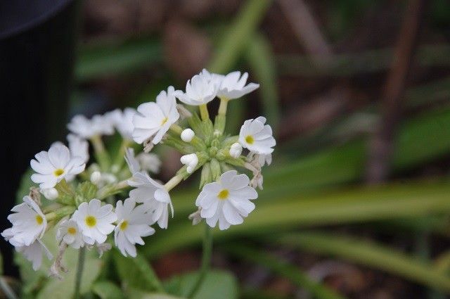 白い花たち