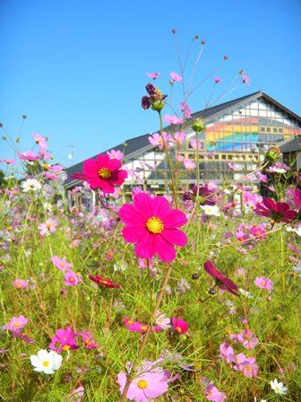 となみ夢の平　コスモス畑