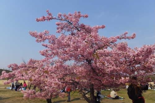 今日は花散歩でした。