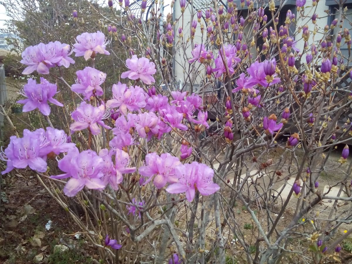 今年も咲いた〜