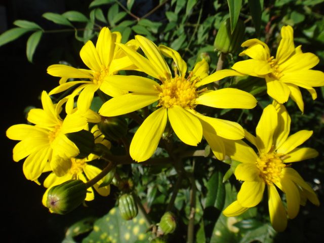 秋の花、だるまきくとツワブキ