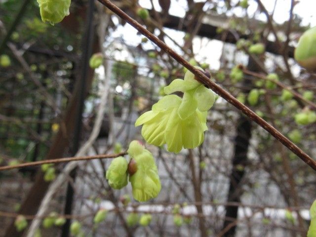 2017　春は馬車にのって⑦