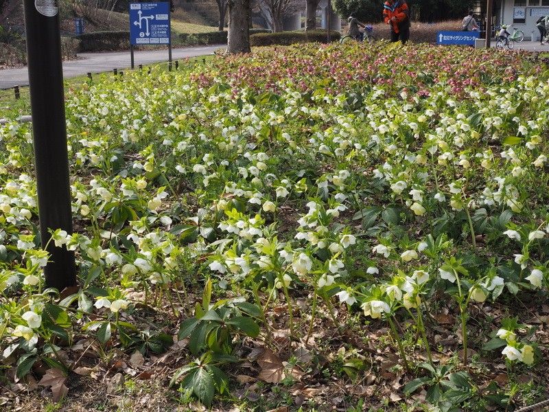 クリスマスローズの公園（昭和記念公園）