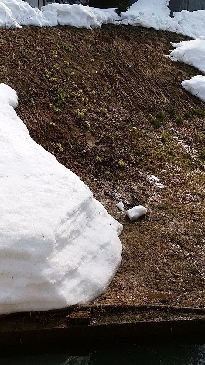 雪の下から