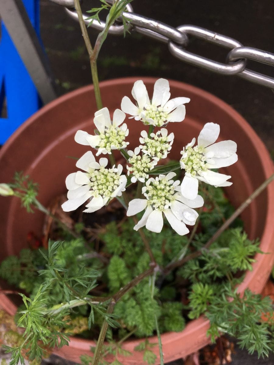 きちんと開花