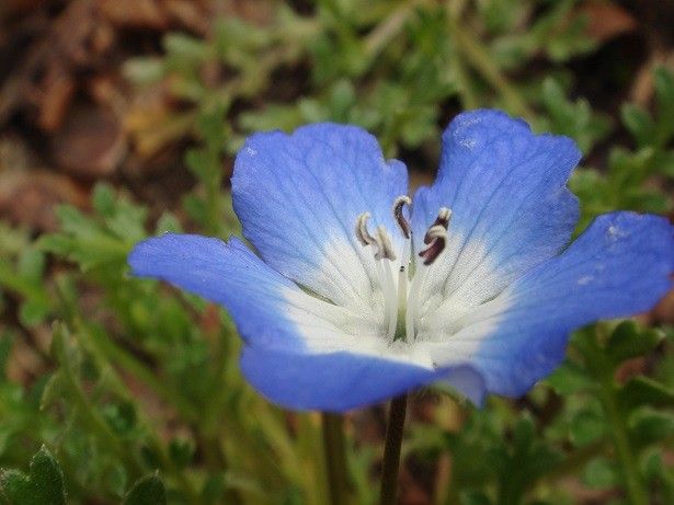 小さな花