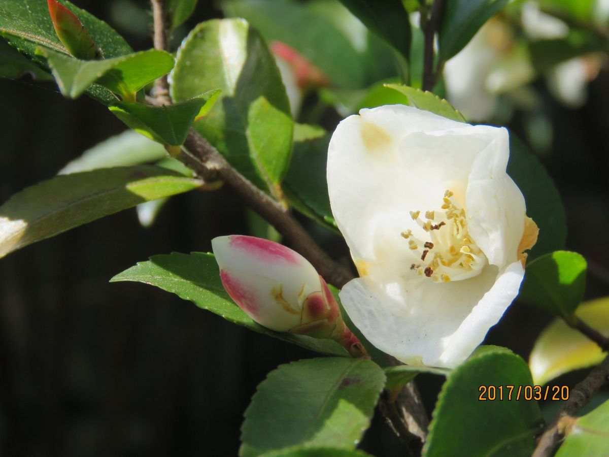 小さな白いツバキの花