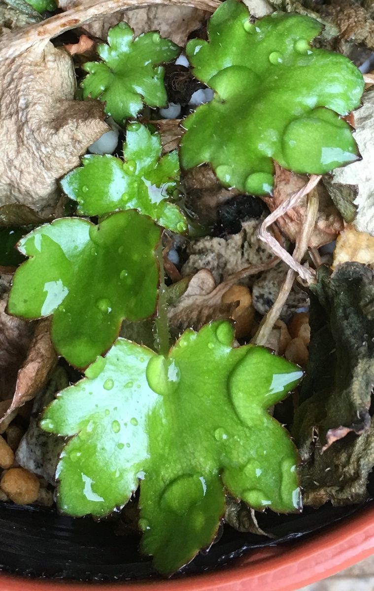 🌱大文字草が芽吹いてきました〜💕