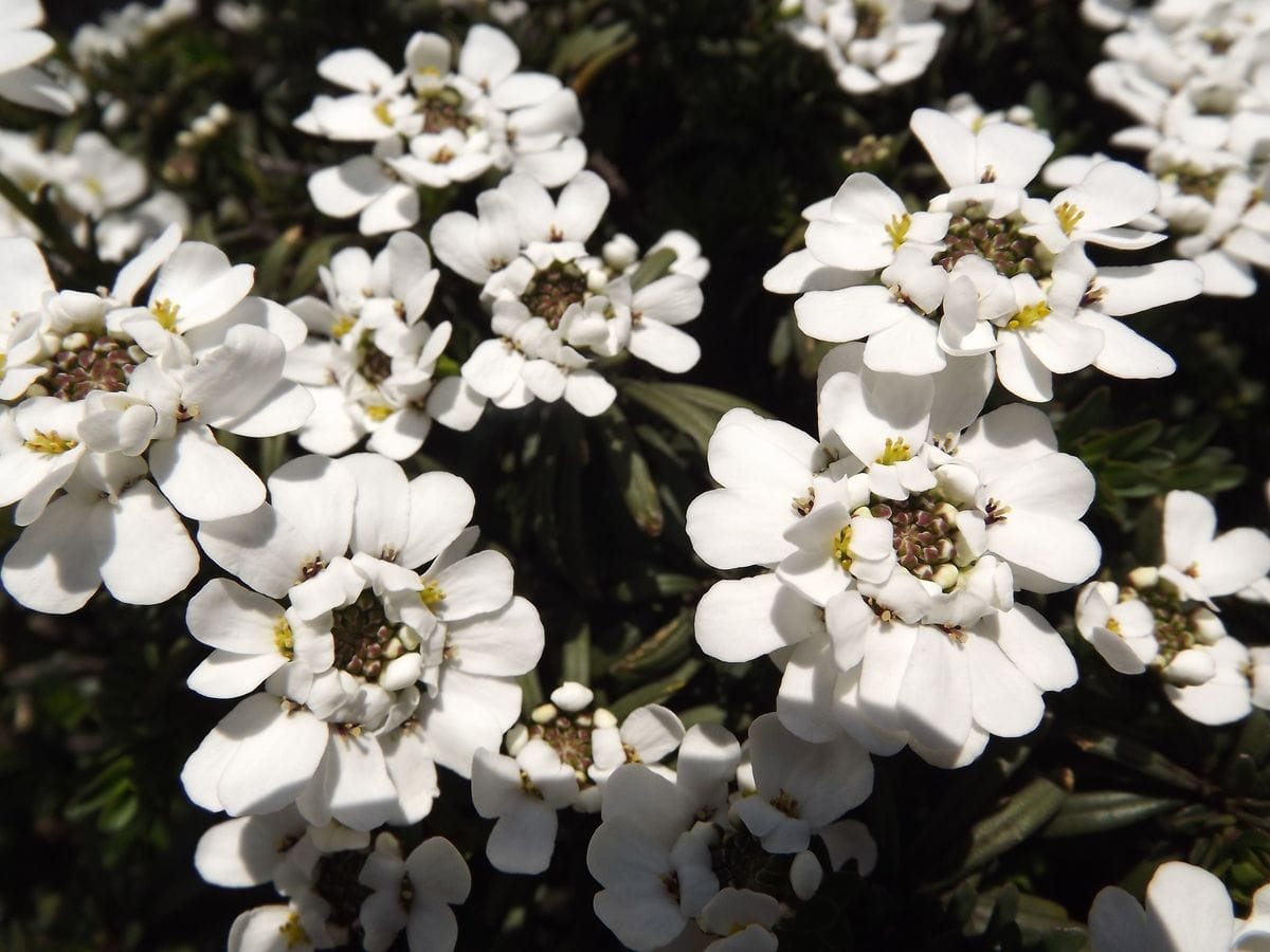 イベリス、ビオラの寄せ植え、ハナニラ