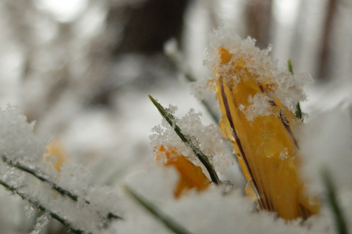 雪の庭。