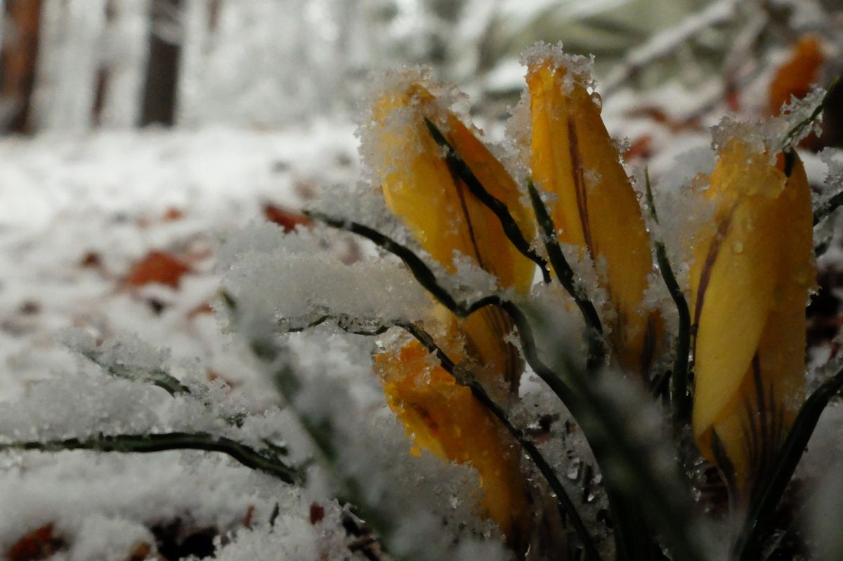 雪の庭。