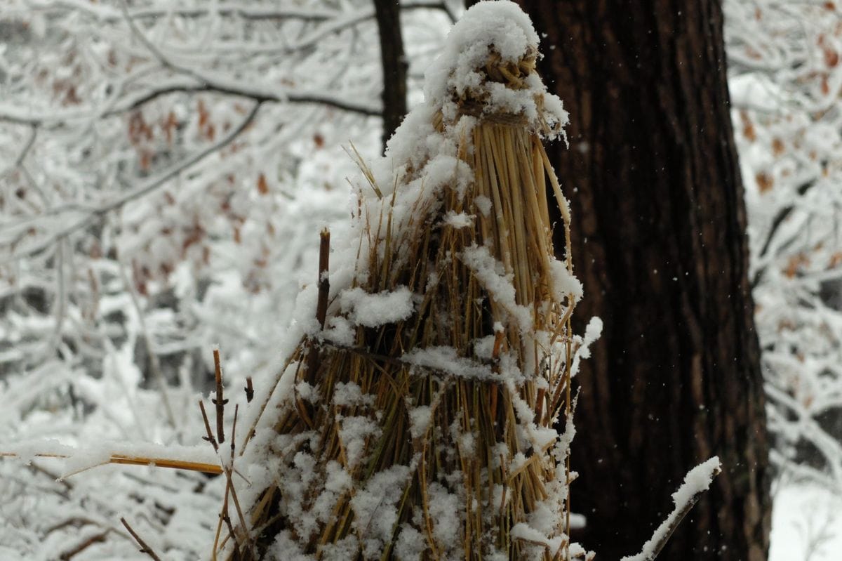 雪の庭。