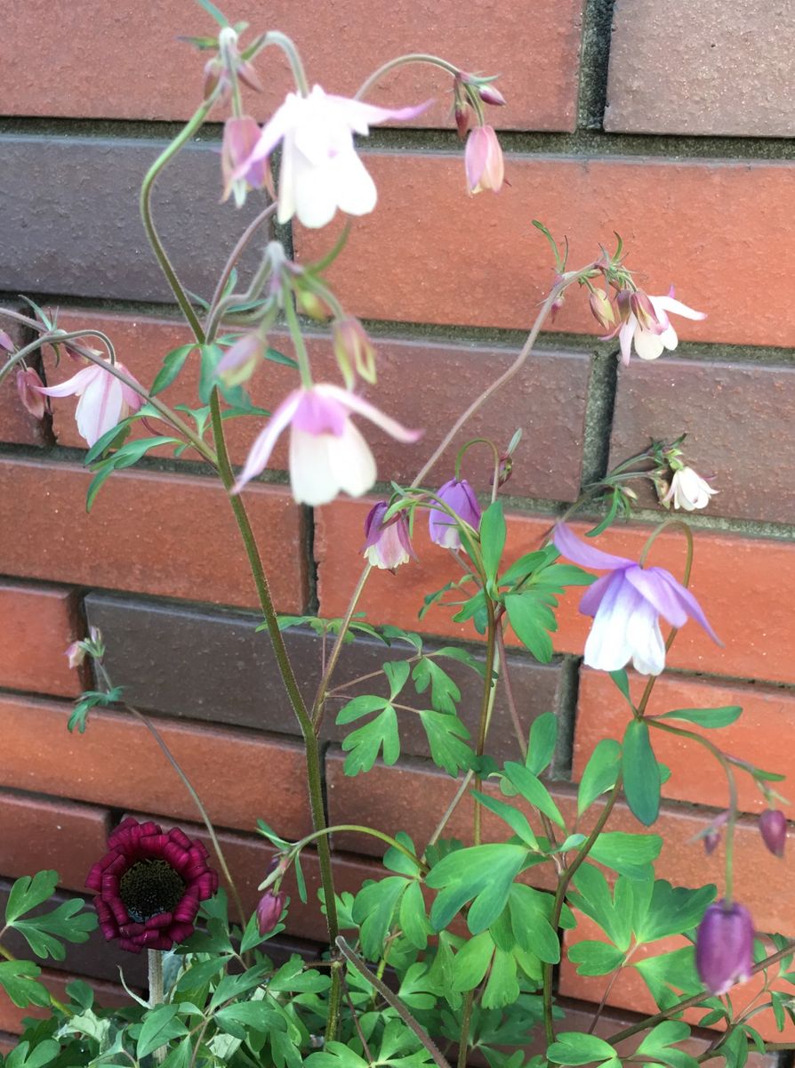 🌸黒いペチュニアの寄せ植え〜💕