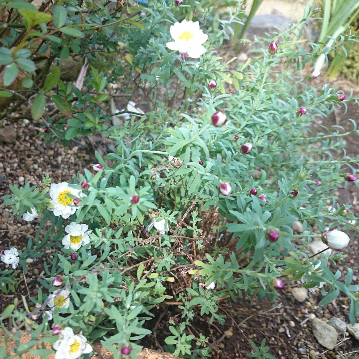 逞しく地植え