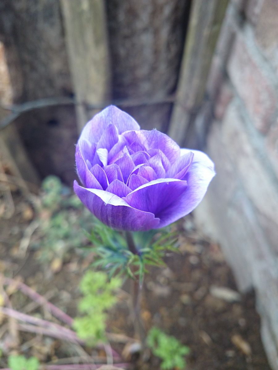 逞しく地植え