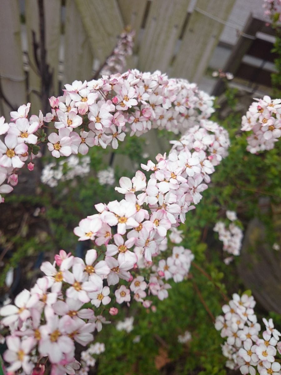 逞しく地植え