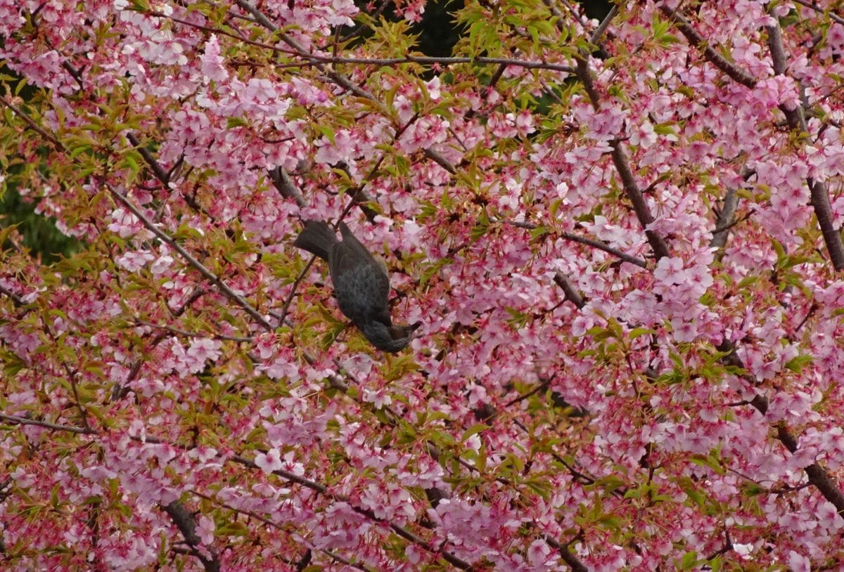 桜にヒヨ