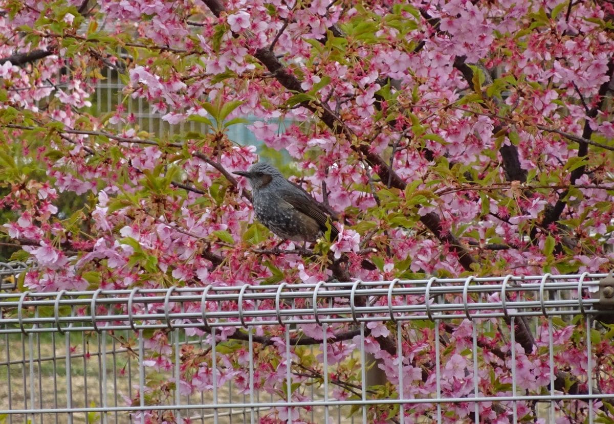 桜にヒヨ