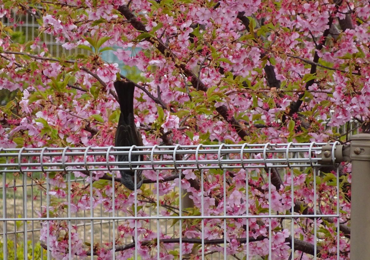 桜にヒヨ